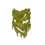 Yellow Wall Moss