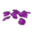 Plant Flower Purple Harvest