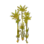 Papyrus Reeds