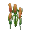 River Reeds