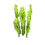 Poison Reeds