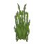 Tall Water Reeds