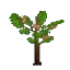 Apple Sapling