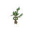 Banyan Sapling