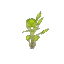 Birch Sapling