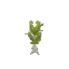 Bottletree Sapling