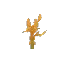Palo Sapling