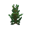 Spruce Sapling