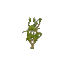 Wild Wisteria Sapling