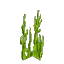 Green Seaweed