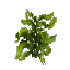 Wet Seaweed