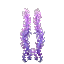 Aurora Seaweed