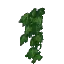 Ivy