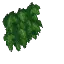 Wall Ivy