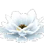 Prototype - Giant White Cactus Flower