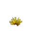 Prototype - Yellow Cactus Flower