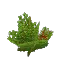 Template Berry Bush
