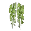 Bamboo Roots