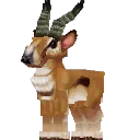 Antelope