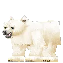 Bear Polar