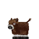 Bison Calf
