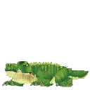 Crocodile