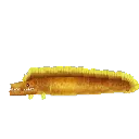 Eel Moray