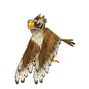 Hawk