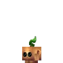 Kweebec Seedling