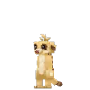 Meerkat