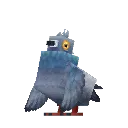 Pigeon