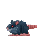 Rat
