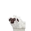 Sheep Lamb