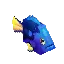 Blue Tang