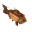 Rainbow Trout