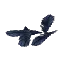 Dark Feathers