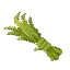 Plant Fiber
