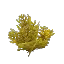 Arid Bush