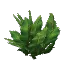 Jungle Bush