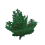 Lush Big Bush