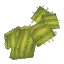 Flat Cactus