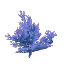 Blue Coral Bush