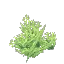 Neon Coral Bush