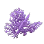 Purple Coral Bush