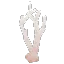 Dead Giant Coral Branch