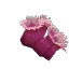 Sea Anemone