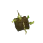 Mature Potatoes