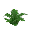 Forest Fern