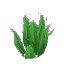 Tall Fern