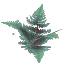 Giant Wet Fern